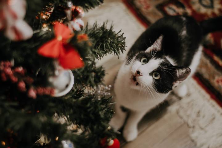 Cómo mantener a tu gato alejado del árbol de Navidad