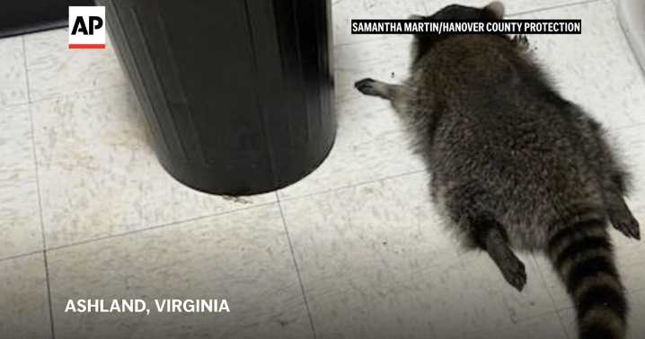 Raccoon goes on drunken rampage in Virginia liquor store and passes out on bathroom floor