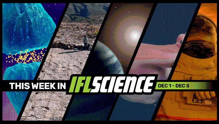 Inhaling “Laughing Gas” Could Treat Severe Depression, Live Seven-Arm Octopus Spotted In The Deep Sea, And Much More This Week