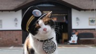 Japón despide con honores a Nitama, la famosa gata jefa de una estación de tren e icono local