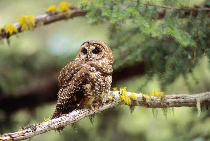 The last northern spotted owl in B.C. is likely gone. Is it too late to bring them back?