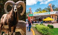 ZOO DE LEÓN DENUNCIA ATAQUE PREMEDITADO TRAS MUERTE DE BORREGOS MUFLONES