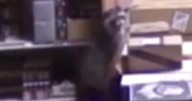 New video of drunken raccoon that passed out in Virginia liquor store