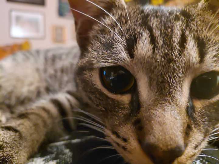 My Favorite Cat Is a Sociopath