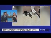 Drunk raccoon goes wild inside liquor store