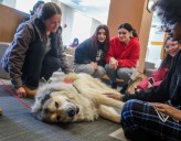 Therapy dogs bring holiday calm to Mount Saint Mary College students