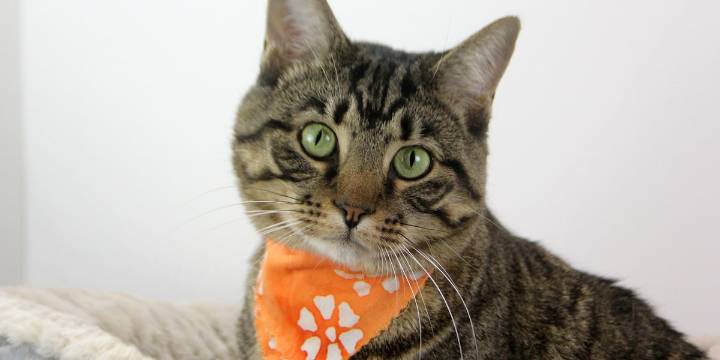 Kentucky Humane Society waiving fees for adult dogs, cats