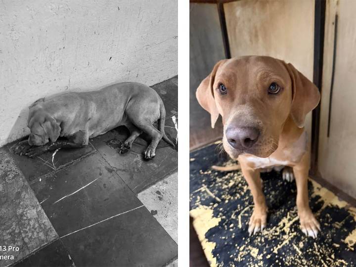 Perrita fue agredida con extrema violencia, la salvan en Metro CDMX y comparten historia