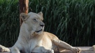 Teen Mauled To Death By Lioness After Climbing Into Her Enclosure At Zoo