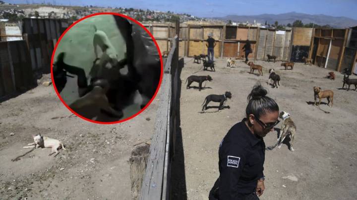 En 3 minutos, perros pitbull le destrozaron un brazo y una pierna a Ana Karen en Tláhuac