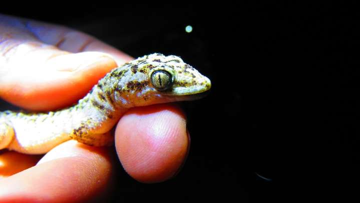 Descubren reptil endémico en Reserva Tehuacán