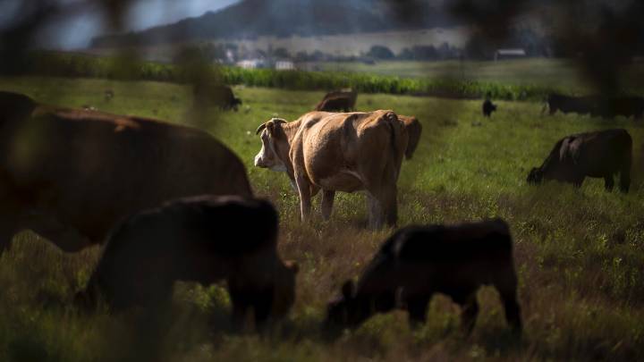 Ganaderos en México denuncian ‘sobrerregulación’ por medidas contra gusano barrenador