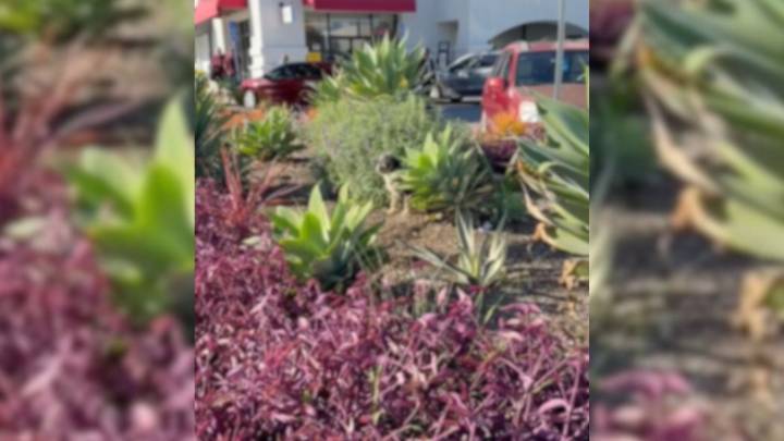 California Pup Hiding In The Bushes Leads Rescuers To A Life