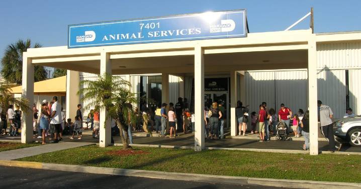 Miami-Dade Animal Services lanza campaña navideña para promover la adopción de mascotas