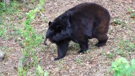 Florida bear hunt returns after a decade