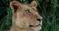 Brazil teen dies after going into zoo's lion enclosure