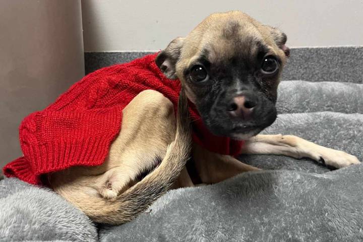 Routine Traffic Stop Uncovers 'Skin and Bones' Dog Former Owner Says Hasn't Been Fed in a Year