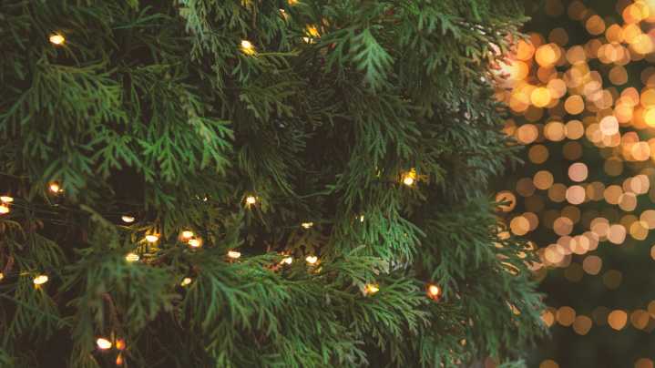 Think Twice Before Using Christmas Lights To Warm Potted Plants This Winter