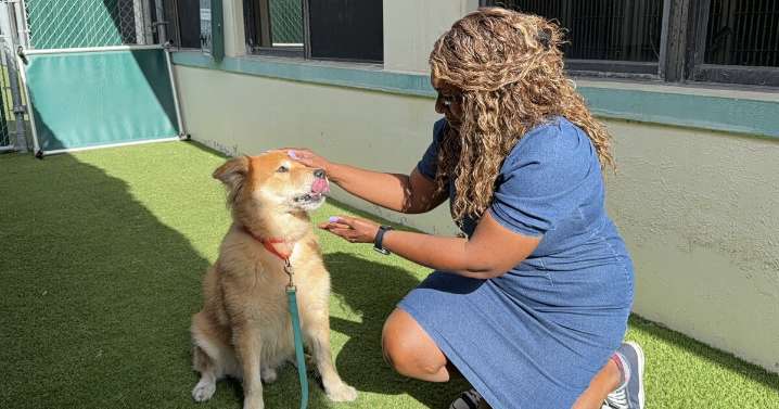 Jingle all the way home with one of these adoptable WPTV Underdogs!