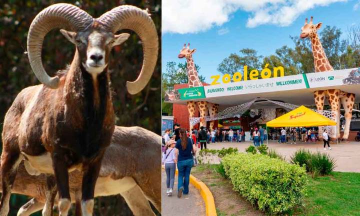 ZOO DE LEÓN DENUNCIA ATAQUE PREMEDITADO TRAS MUERTE DE BORREGOS MUFLONES
