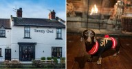 The Tawny Owl, Darlington to host Christmas dog show