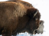 Feds grant $2 million for bison recovery