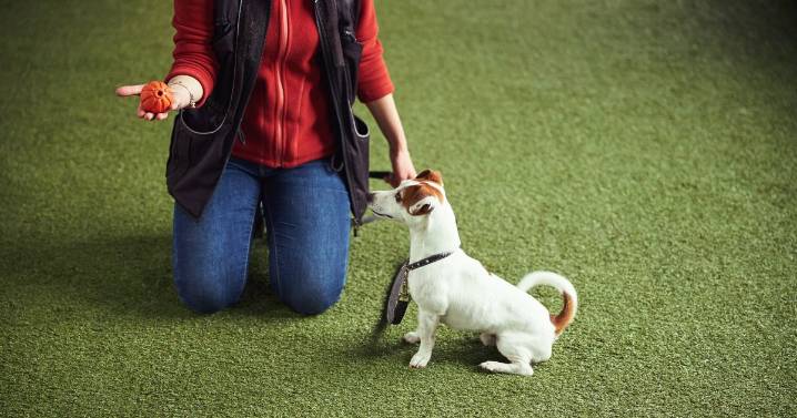 Dog lovers are just finding out the 5 breeds that are 'more likely to bite'