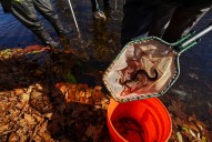 New lamprey control tactics to expand across Great Lakes tributaries