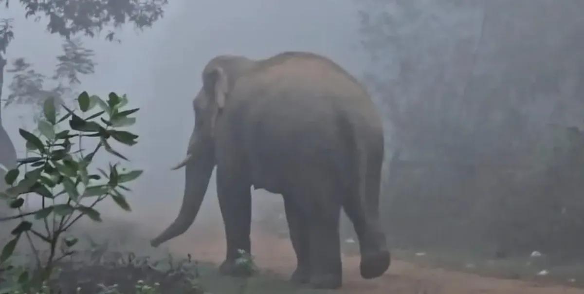 Odisha: Forest Dept exhumes skeletal remains of elephant ‘Ramu’