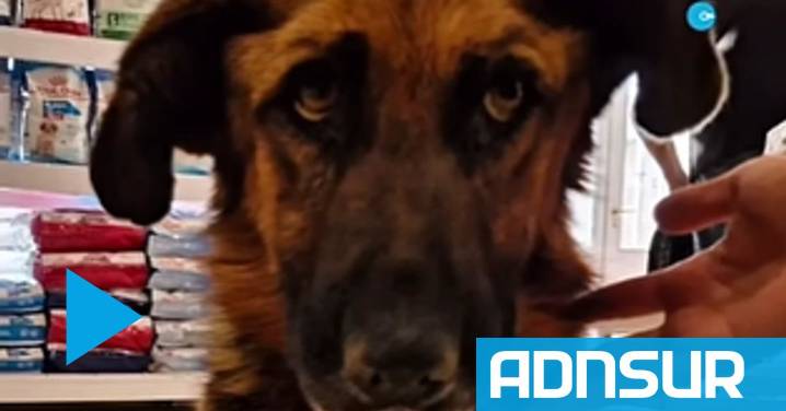 Dolor por la muerte de Orejitas: la historia del perro que sobrevivió al maltrato y encontró amor en la calle