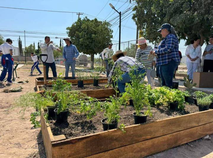 Medio Ambiente de Torreón abre temporada libre para el mantenimiento del Arbolado