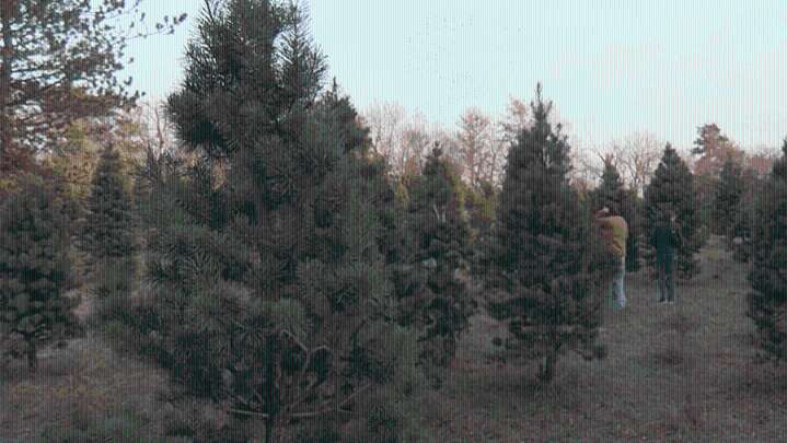 Derby couple turns wheat farm into Christmas Tree paradise