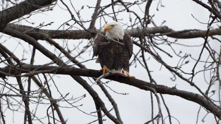 Sign up for a chance to see eagles, falcons at Monroe Power Plant