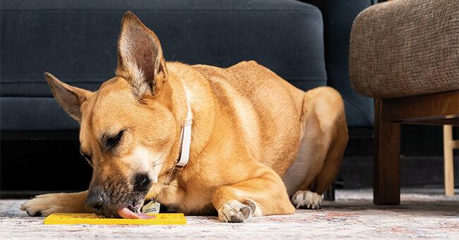 Healthy Habits Made Easy: Update Your Pet's Health and Wellness Routine Without Fuss