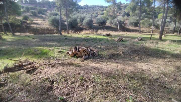 Proponen usar la madera de Fuente del Moro para papeleras