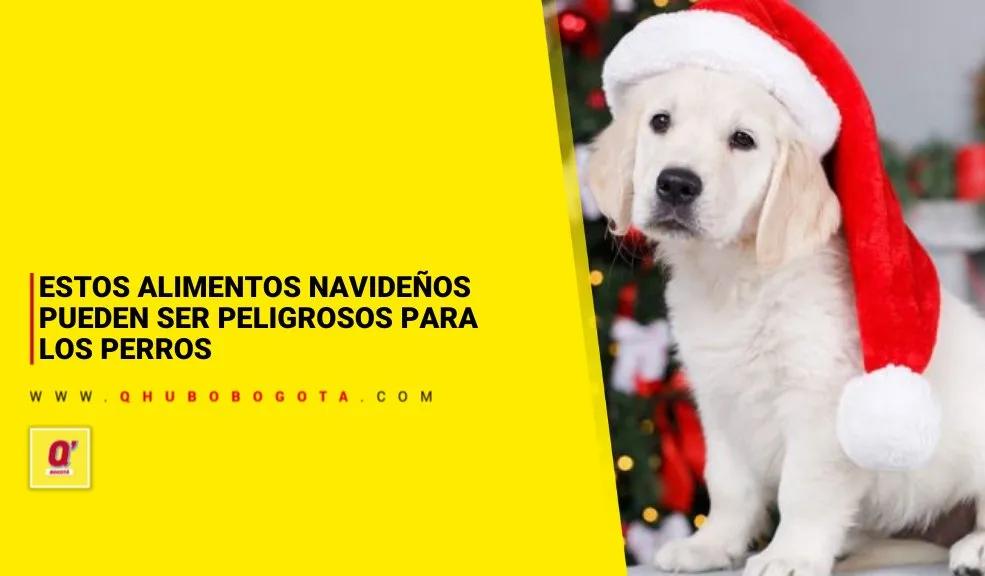 Estos alimentos navideños pueden ser peligrosos para los perros