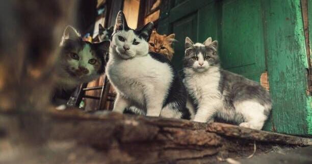 Ruckersville couple who hoarded 55 cats found guilty of animal cruelty