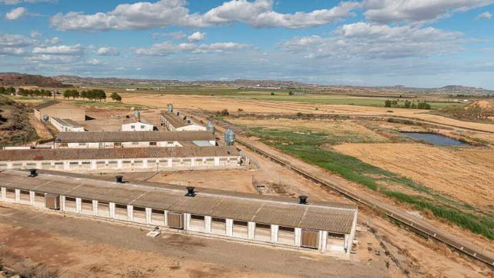 Aragón pide al Gobierno acelerar las negociaciones para proteger las exportaciones de porcino