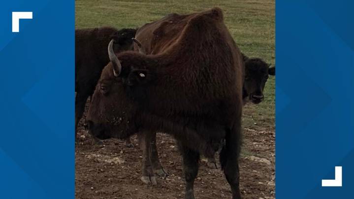 Bison shot and killed, beheaded at Cooke County property, officials say
