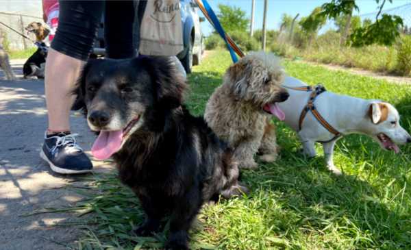 Qué hacer con las mascotas cuando mueren