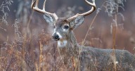 TN Fish & Wildlife Commission approves new deer hunting regulations