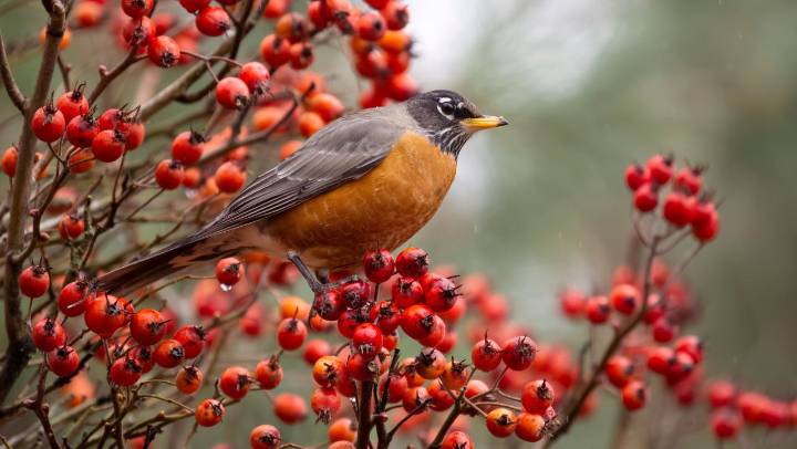 Robins will flock to your yard if you leave out this one winter fruit