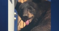 VIDEO: Lineman works to rescue bear who climbed a utility pole in Cochise County