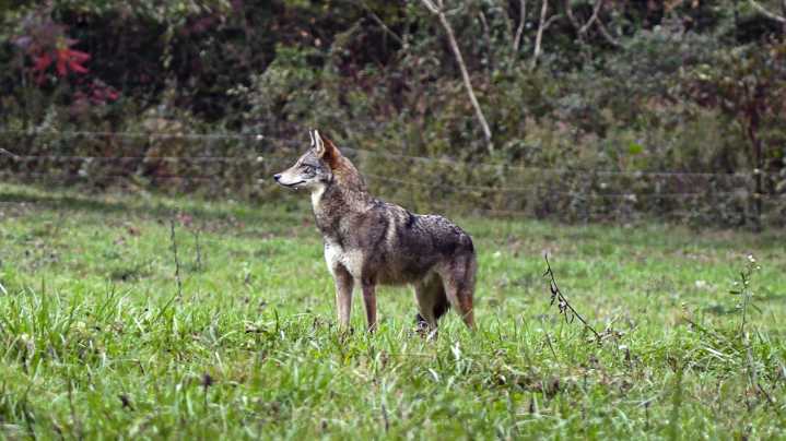 Coyotes in Middle Tennessee 'are everywhere.' How to control them