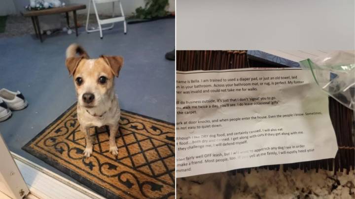 Dog Found With Emotional Message Wins The Hearts Of A Retired Arizona Couple