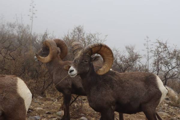 Galería.- Buscan reintroducir el borrego cimarrón a su hábitat natural