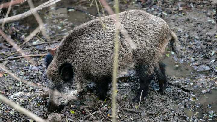 Cataluña suma la muerte de otros tres jabalís y alcanza los 16 positivos por peste porcina africana