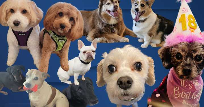 Dec. 1-7: Here is this week's Dog Walking Forecast photo gallery!