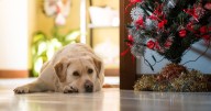 4 signs Xmas is leaving your dog 'stressed' and what to do about it