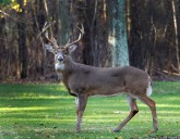 Hunters in this Ohio county bagged the most deer in 2025 gun season